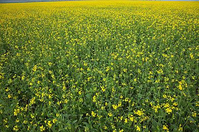 两人开发的4X游戏《文明守护者》Steam页面 发售日待定